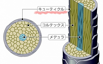 阪急伊丹 美容室 Kir'oom【キールーム】キューティクルの役割